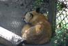 cosley foxes 2008 5135