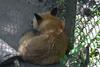 cosley foxes 2008 5137