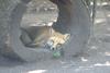 cosley foxes 2008 5142
