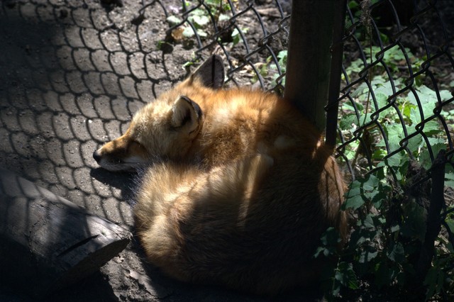 cosley foxes 2008 5143