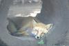 cosley foxes 2008 5146