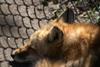 cosley foxes 2008 5148