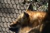cosley foxes 2008 5149