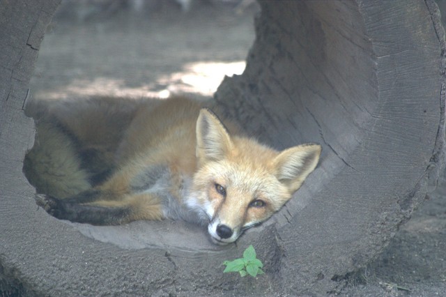 cosley foxes 2008 5152