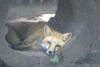 cosley foxes 2008 5152