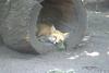 cosley foxes 2008 5157