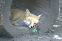 Highlight for album: Cosley Zoo August 2008