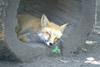 cosley foxes 2008 5160