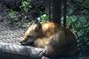 cosley foxes 2008 5162