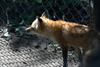 cosley foxes 2008 5164