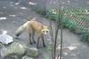 cosley foxes 2008 5166