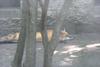 cosley foxes 2008 5167
