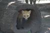 cosley foxes 2008 5174