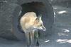cosley foxes 2008 5176