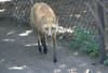 cosley foxes 2008 5177