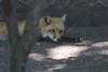 cosley foxes 2008 5180