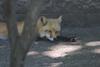 cosley foxes 2008 5182