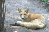 Highlight for album: Cosley Zoo 2007