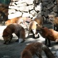 fox_village_2016_4693
