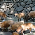 fox_village_2016_4696