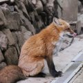 fox_village_2016_4740
