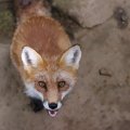 fox_village_2016_4795