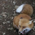 fox_village_2016_4803