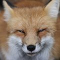 fox_village_2016_4829