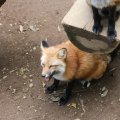 fox_village_2016_4834
