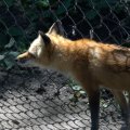 cosley_foxes_2008_5164