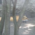 cosley_foxes_2008_5167