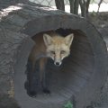 cosley_foxes_2008_5174