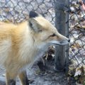 cosley_zoo_dec_2007_4510