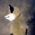 fc2006_kyreeth_wildfire_16