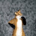 fc2006_wildfire_fox_01