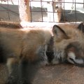 fox_village_2016_4647