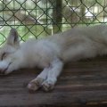 fox_village_2016_4658