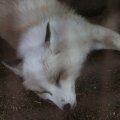 fox_village_2016_4659