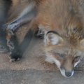 fox_village_2016_4661