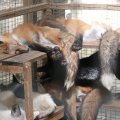 fox_village_2016_4663