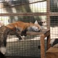 fox_village_2016_4664