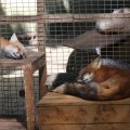 fox_village_2016_4665