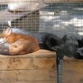 fox_village_2016_4666