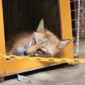 fox_village_2016_4672