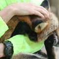 fox_village_2016_4673