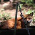 fox_village_2016_4686