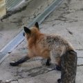 fox_village_2016_4687