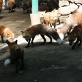 fox_village_2016_4689