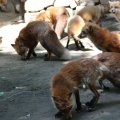 fox_village_2016_4690