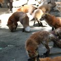 fox_village_2016_4691